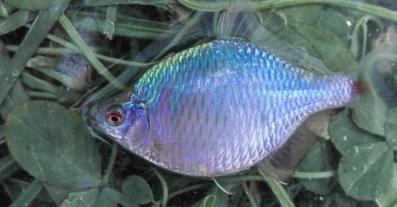 タナゴという魚の美しさ。|森の人たかぽん