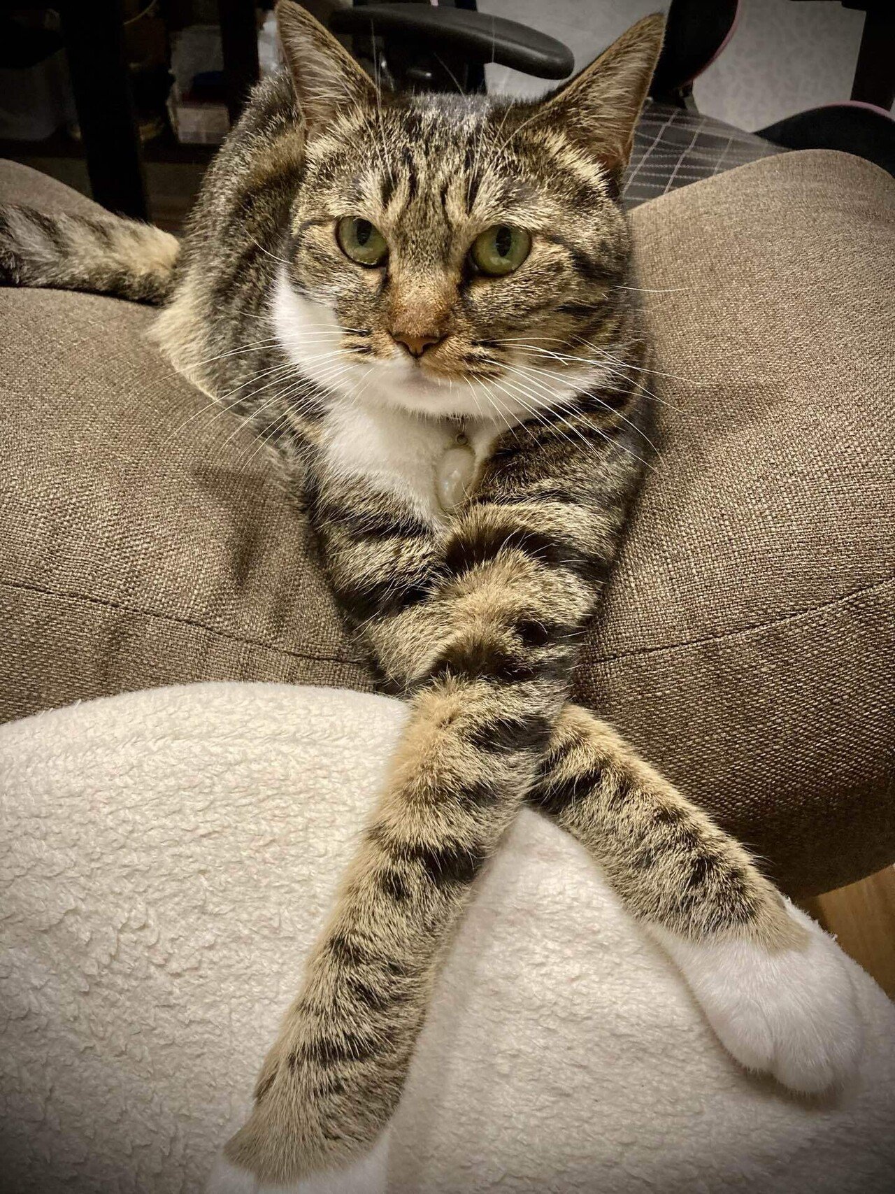 ウチのぶちゃ猫のあざと可愛いすぎる X ｋ Note