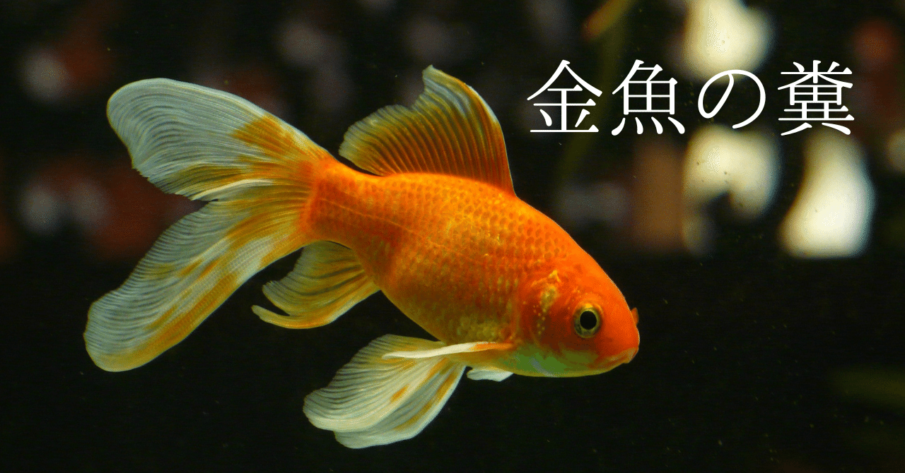 金魚の糞 ごろごろ Note