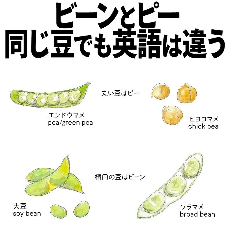 豆はビーン 豆はピー ん どっちだ 自然ガイドのネタ帳 くますけ Note