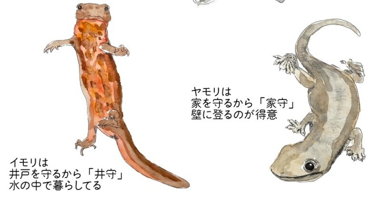 イモリ ヤモリ コウモリ守りの生きものたち 自然ガイドのネタ帳 くますけ Note