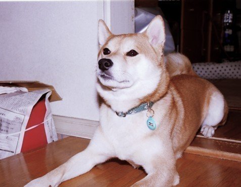 そして大人になって。（平成17(2005)年３月撮影） #犬　#柴犬　#イヌ　#dog