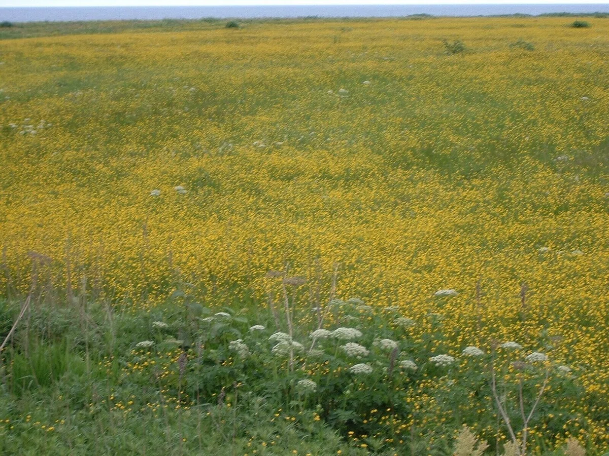 お花畑2