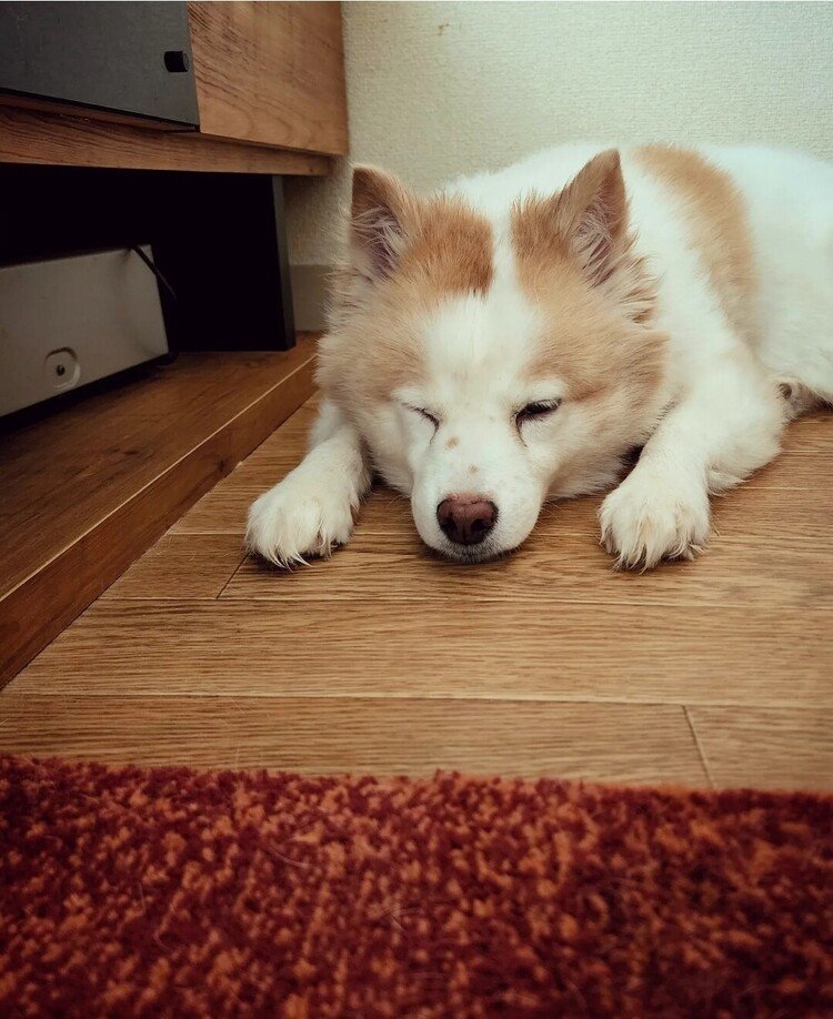 本日もすみっコぐらしナリ。ナリ。
おはよーございます。


#dog #inu #犬 #犬の麩 #犬のいる暮らし #手は短めです #love #moritaMiW 
https://instagram.com/catsachi.dogfu 