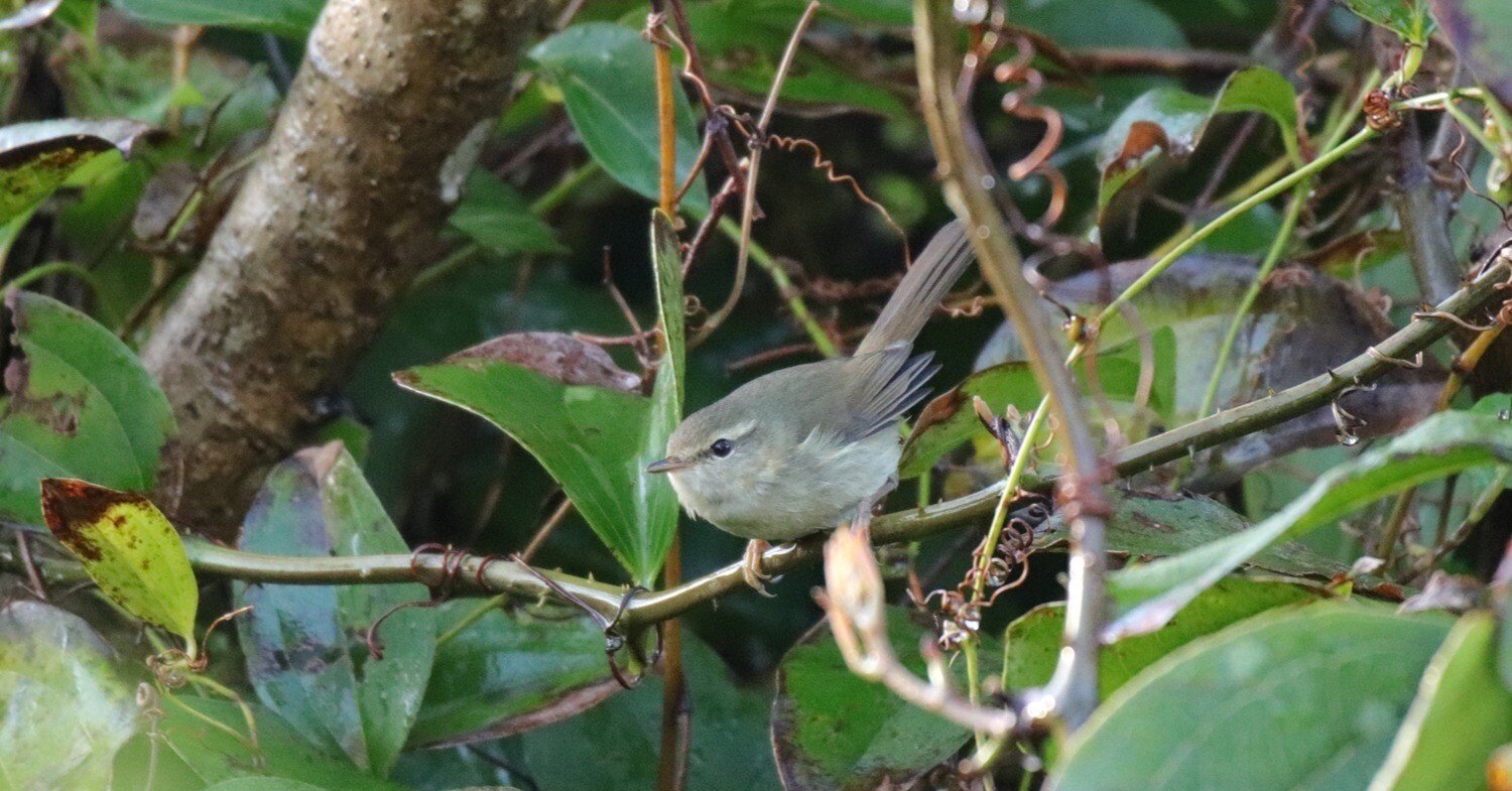 ムスヒやくしま ムスヒ屋久島