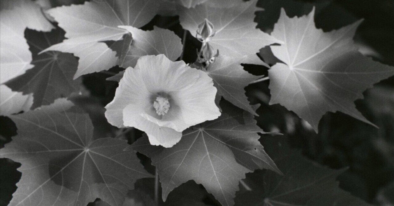 儚い夏の花 芙蓉 木槿 葵 季節花人 Shoko Kondo Note 儚い夏の花 芙蓉 木槿 葵 季節花人 Shoko Kondo Note