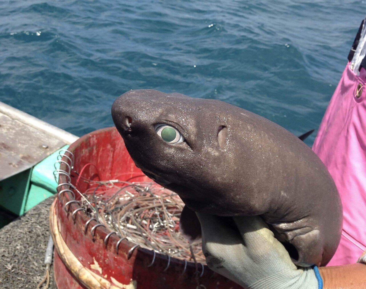 ダルマザメ以外にも肉をえぐるサメがいた！｜シャークジャーナリスト