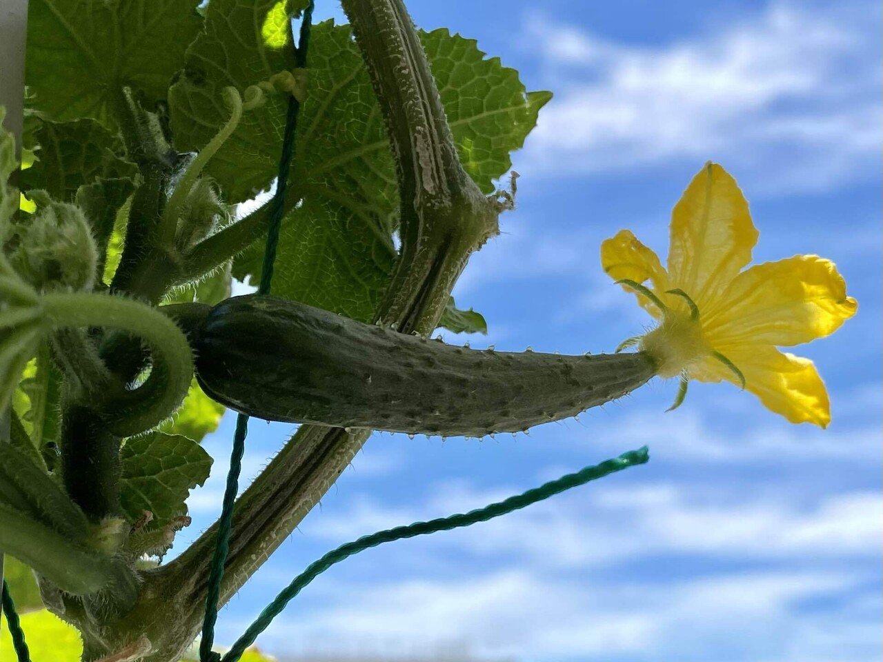 ベランダのキュウリとオクラの収穫と花 之哲 Yuki Satoru Note ベランダのキュウリとオクラの収穫と花 之哲 Yuki Satoru Note