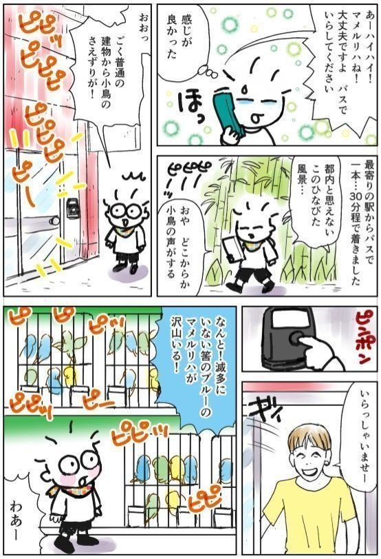 杉本亜未のトリカツ 小鳥のエッセイ漫画です 杉本亜未 Note