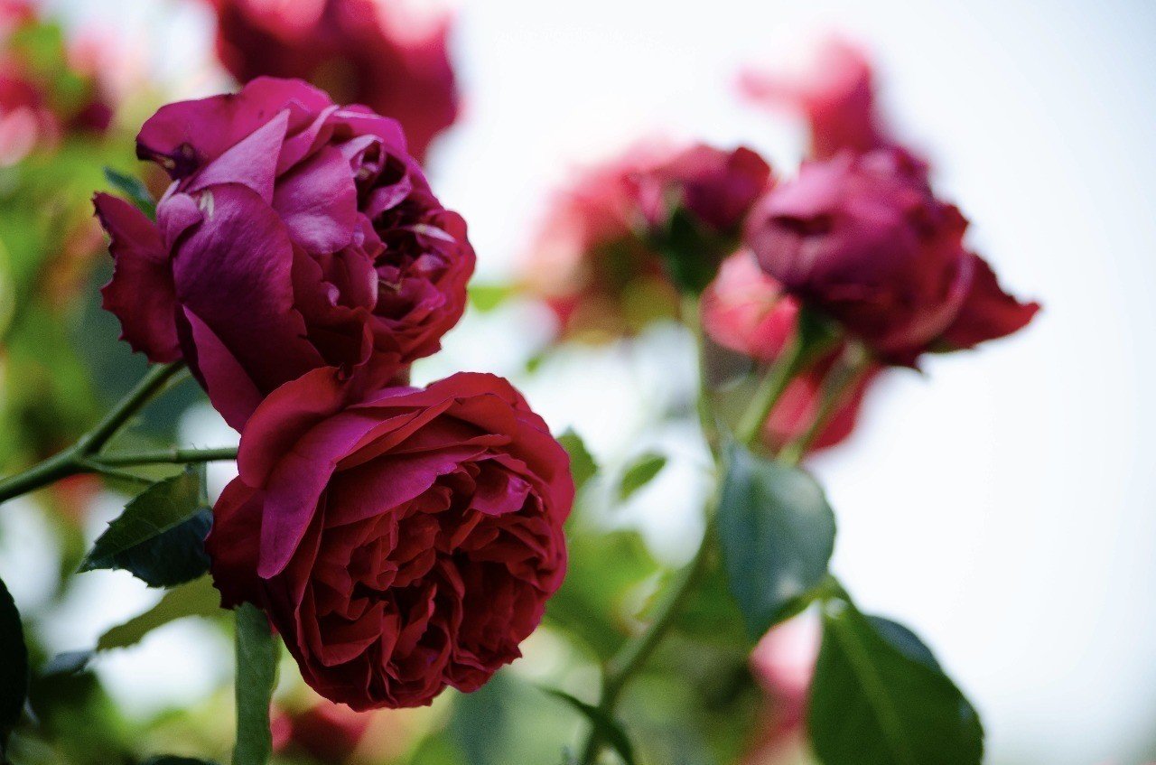 美しい薔薇を何と呼んでも その香りは同じ 中川千英子 脚本家 Note