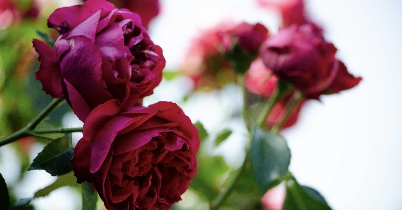 美しい薔薇を何と呼んでも その香りは同じ 中川千英子 脚本家 Note