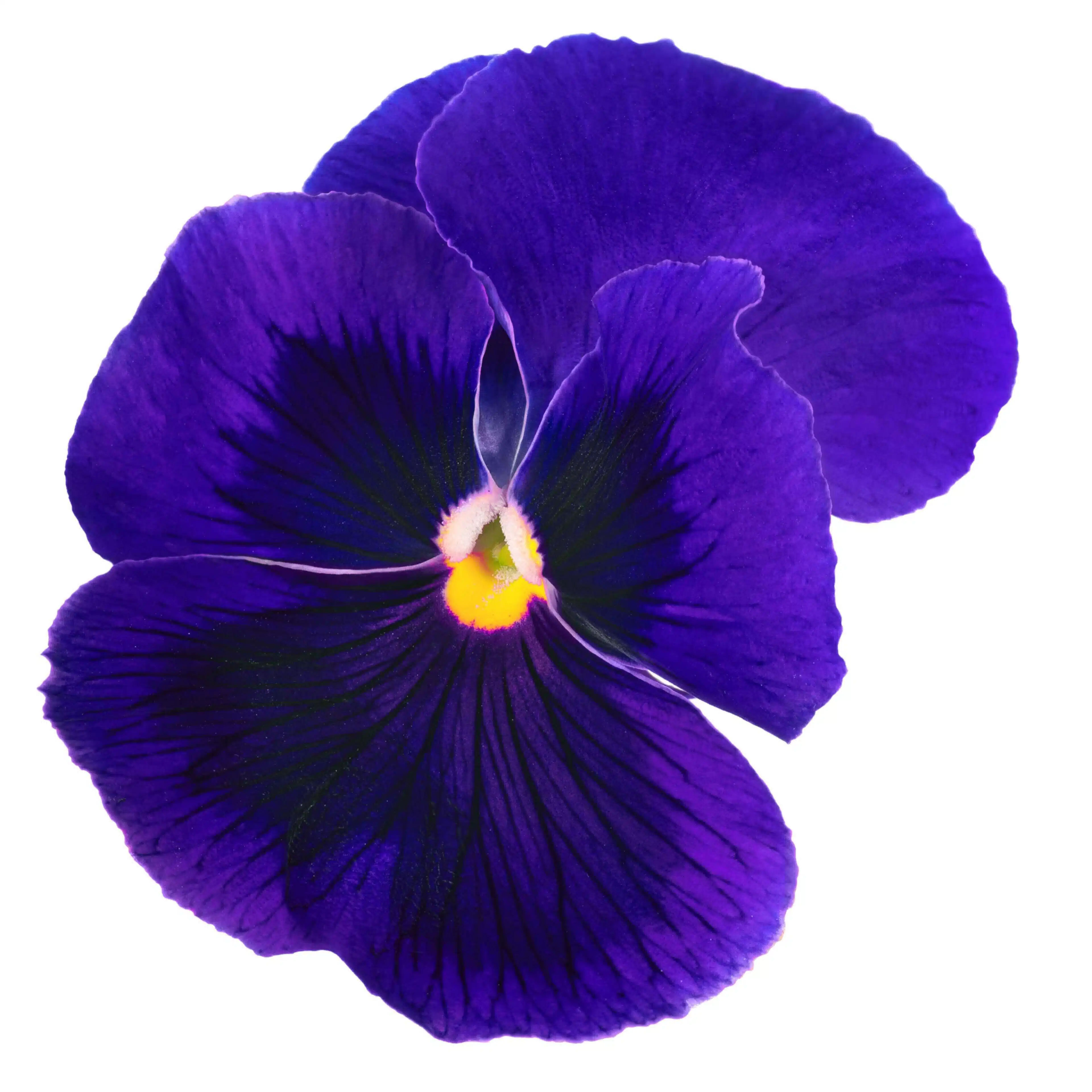 ion_Iris