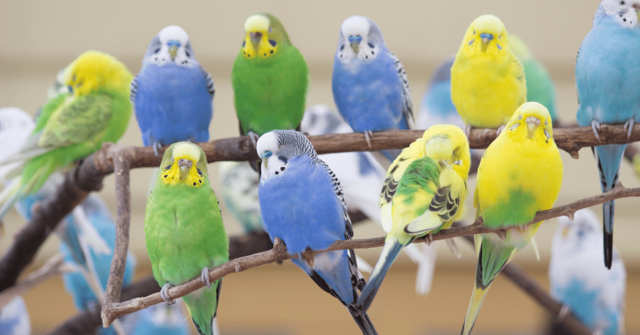 インコまみれになれる場所｜Kana｜じぶん物語の編集者