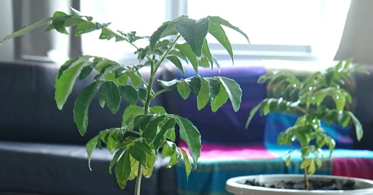カレー味の植物？日本では入手困難なカレーリーフ育ててます｜じょいっこ