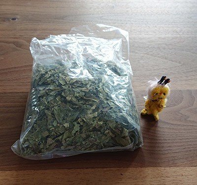 希少 中 オーガニックカレーリーフ 4年 タネも販売中 希少 中 オーガニックカレーリーフ 4年 タネも販売中