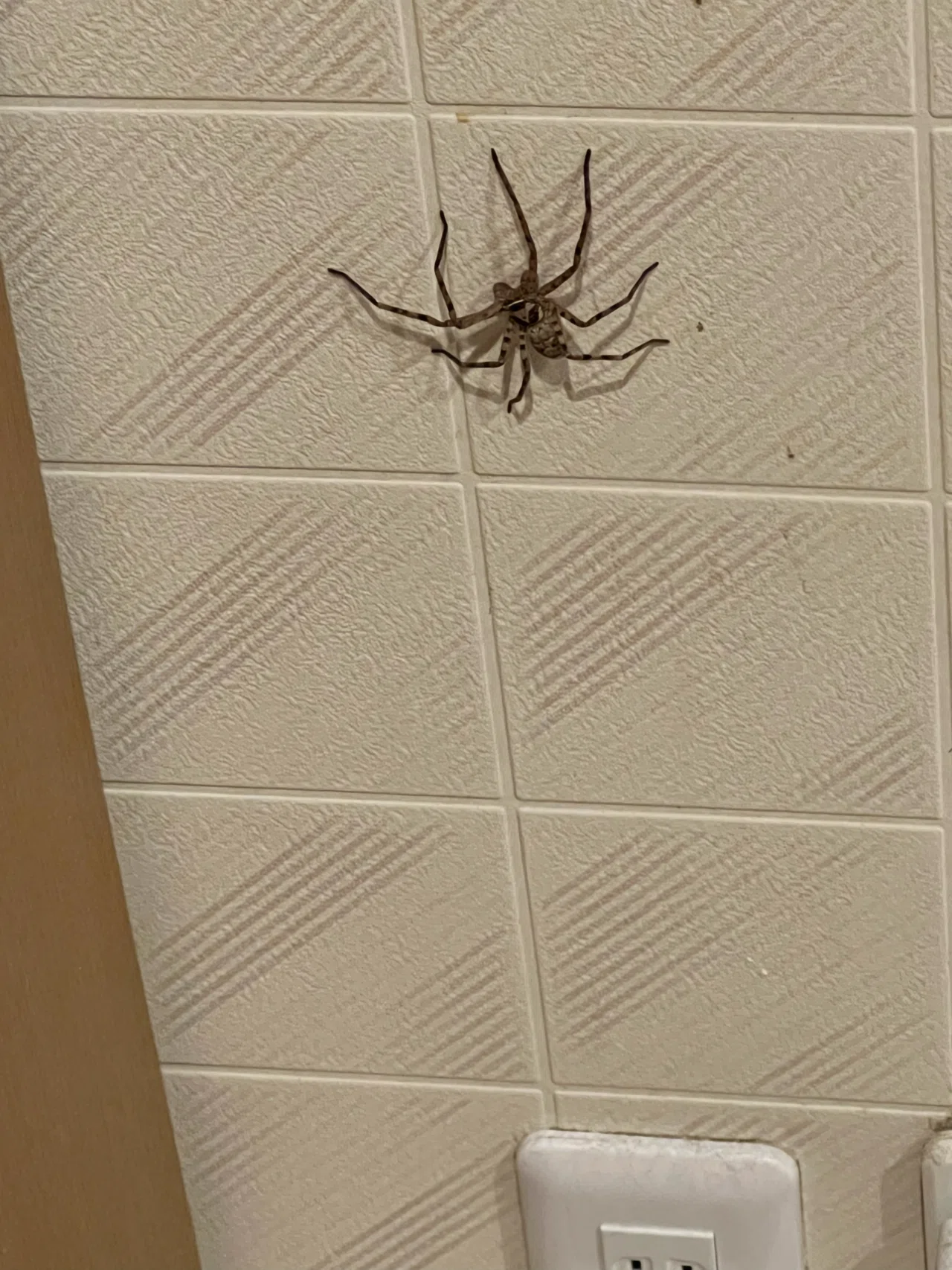 虫が苦手な方 閲覧注意 台風を避けて我が家に避難してきた 大きめのクモ ゴキやダニを食べてくれるかもしれないので クモの命は取らぬ 我が家で 仕事 が終われば やがて出ていくのじゃろう ハッピーマスター Note