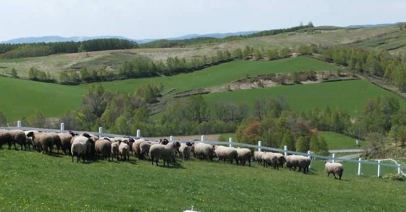 羊と雲の丘眺望羊群れ2