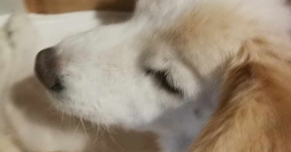 私の家の犬がもうすぐ死んでしまう話 Mj Note