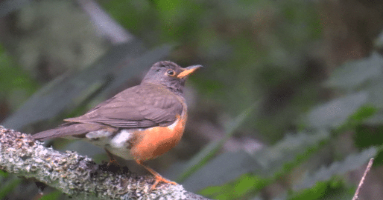 2022夏休みの探鳥 長野県戸隠｜ユーマン