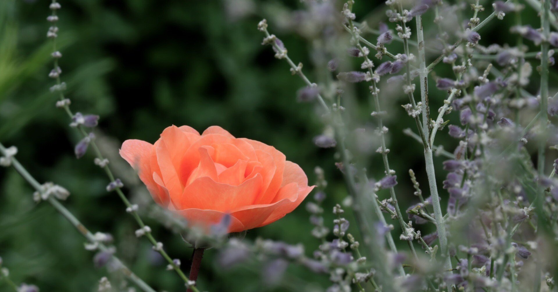 鎮魂花 燿 Hikari Note