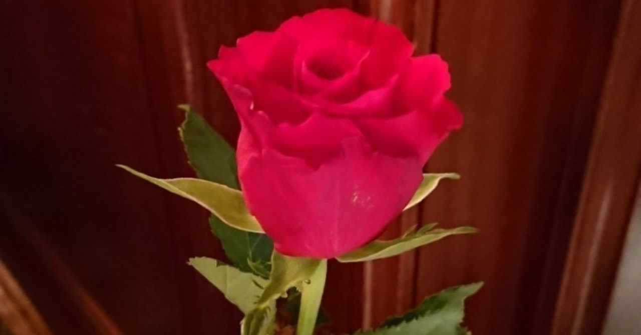 花の色は地球のペンキ の新着タグ記事一覧 Note つくる つながる とどける