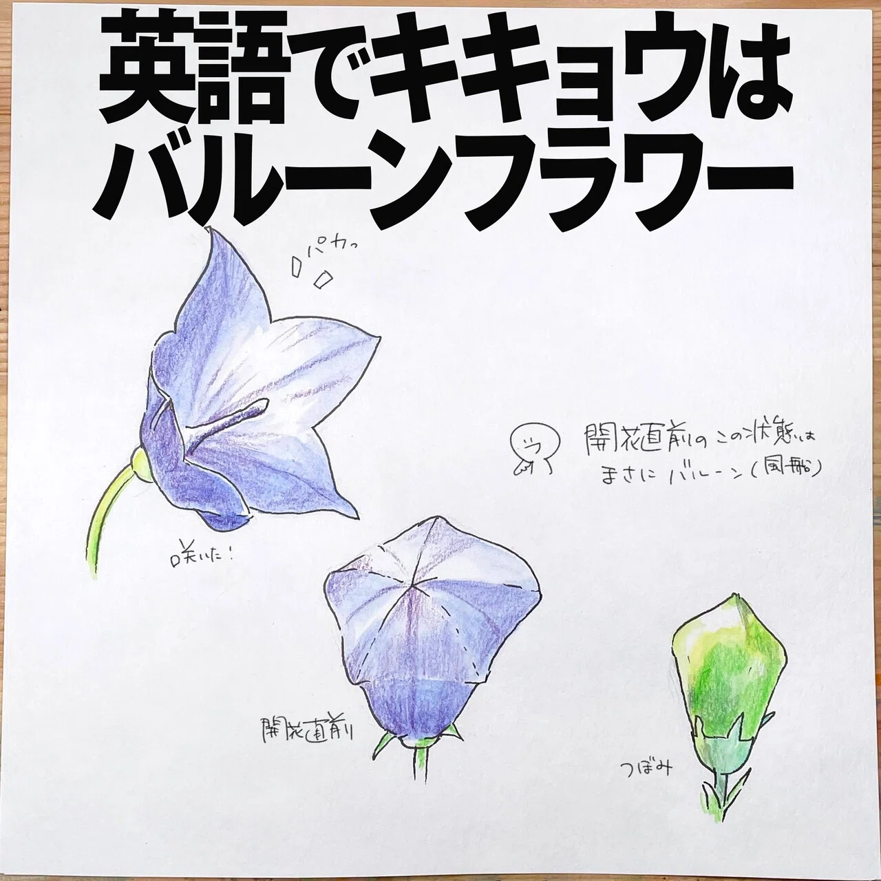 キキョウは英語でバルーンフラワー 自然ガイドのネタ帳 くますけ Note