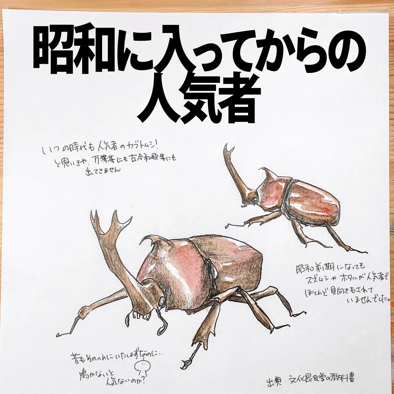 昭和に入ってからの人気者｜カブトムシ｜くますけ｜自然ガイド
