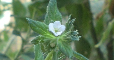 紫 草｜おいしい染色