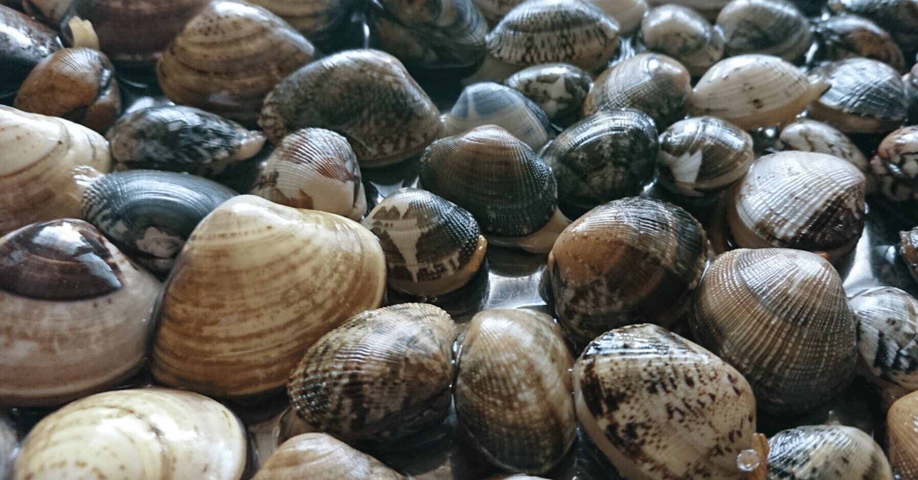 あさりの砂の ジャリッ 赤岡典明 Note