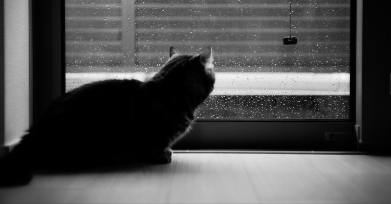 【Leica M10-P】台風と猫