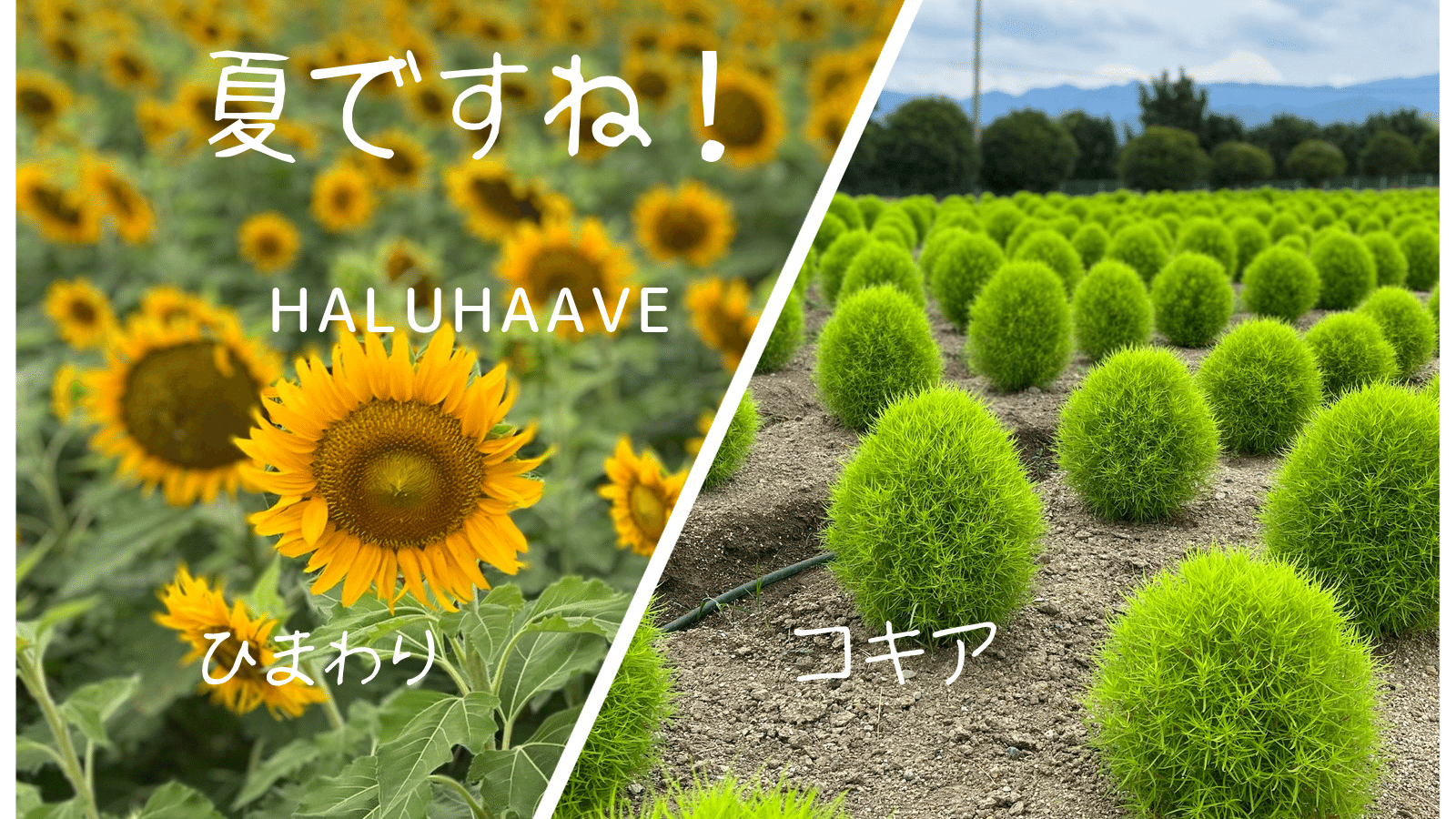 コキア畑 の新着タグ記事一覧 Note つくる つながる とどける