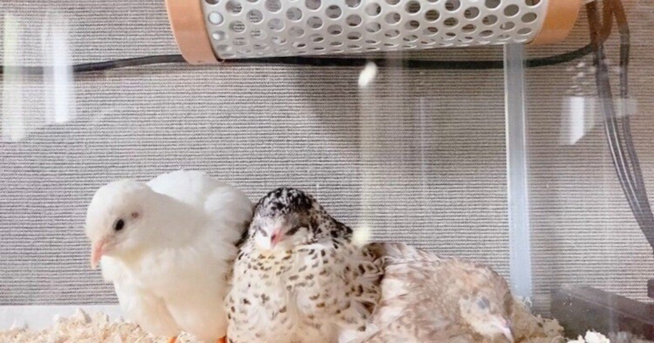 ヒメウズラは何度で飼えばいいんですか？冬と夏の話。私ならこう考え