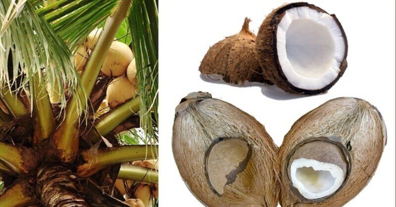 栽培植物のリスト ココヤシ の歴史 Mokosamurai もこ侍 Note 栽培植物のリスト ココヤシ の歴史 Mokosamurai もこ侍 Note