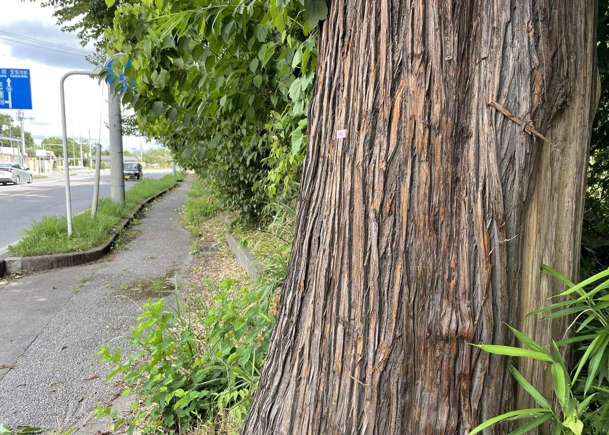 画像