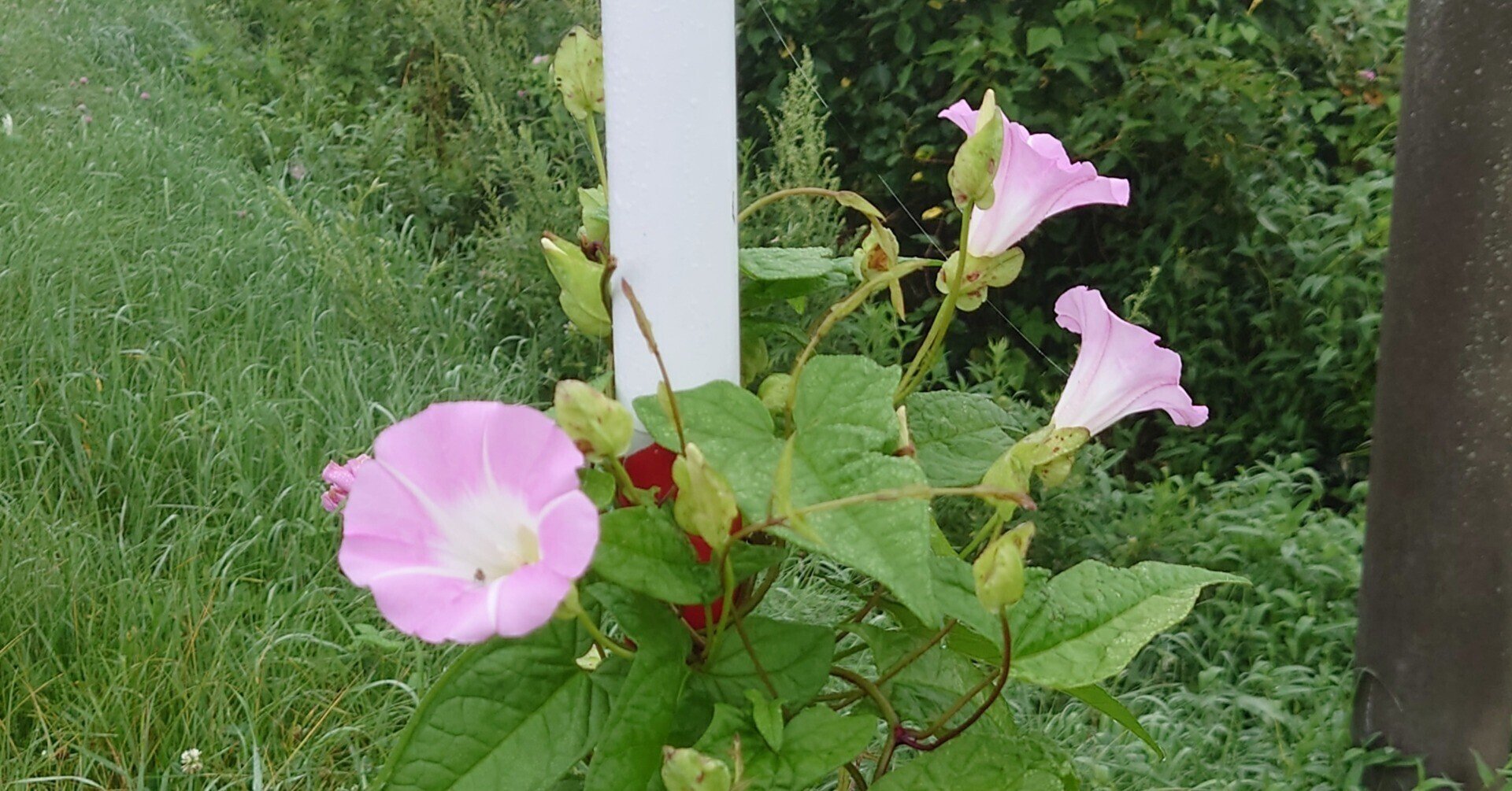 驚き桃の木昼顔 さくら蓮ふわり Note 驚き桃の木昼顔 さくら蓮ふわり Note