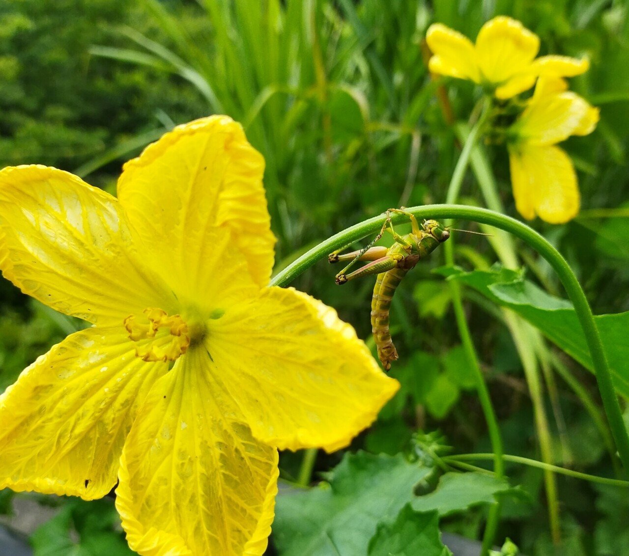 ヘチマの花がつぎつぎと咲いています うれしい 手のひらくらい大きくて おひさまみたいに元気な黄色い花 ヘチマたわし が好きで愛用していたら 自分で作りたくなって 初めて畑に植えたもの タネは まいにちたねまき53 田舎暮らしと自由業 Note