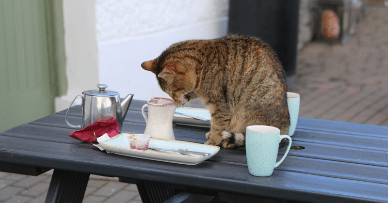 続・猫とコーヒー