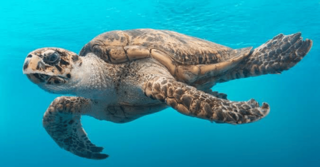 検証 おまじないは効果あるのか 地球 Note