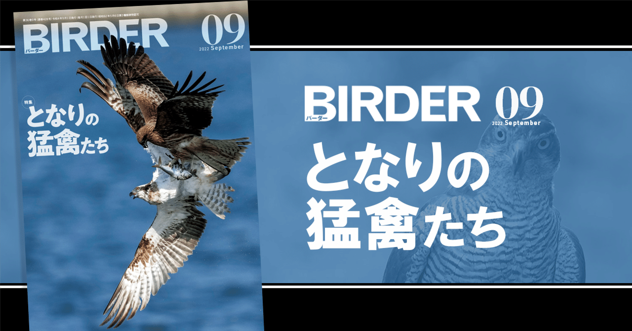 人面鳥と有翼人のイメージにみる東西文化の交流 大型本（大型本） Amazon.co.jp: 人面鳥と有翼人のイメージにみる東西文化の交流