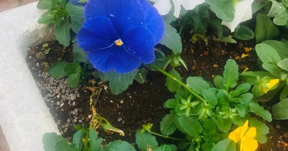 美しい花の画像 50 素晴らしいパンジー 花 言葉