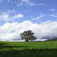 涼香静(Ryokasei)