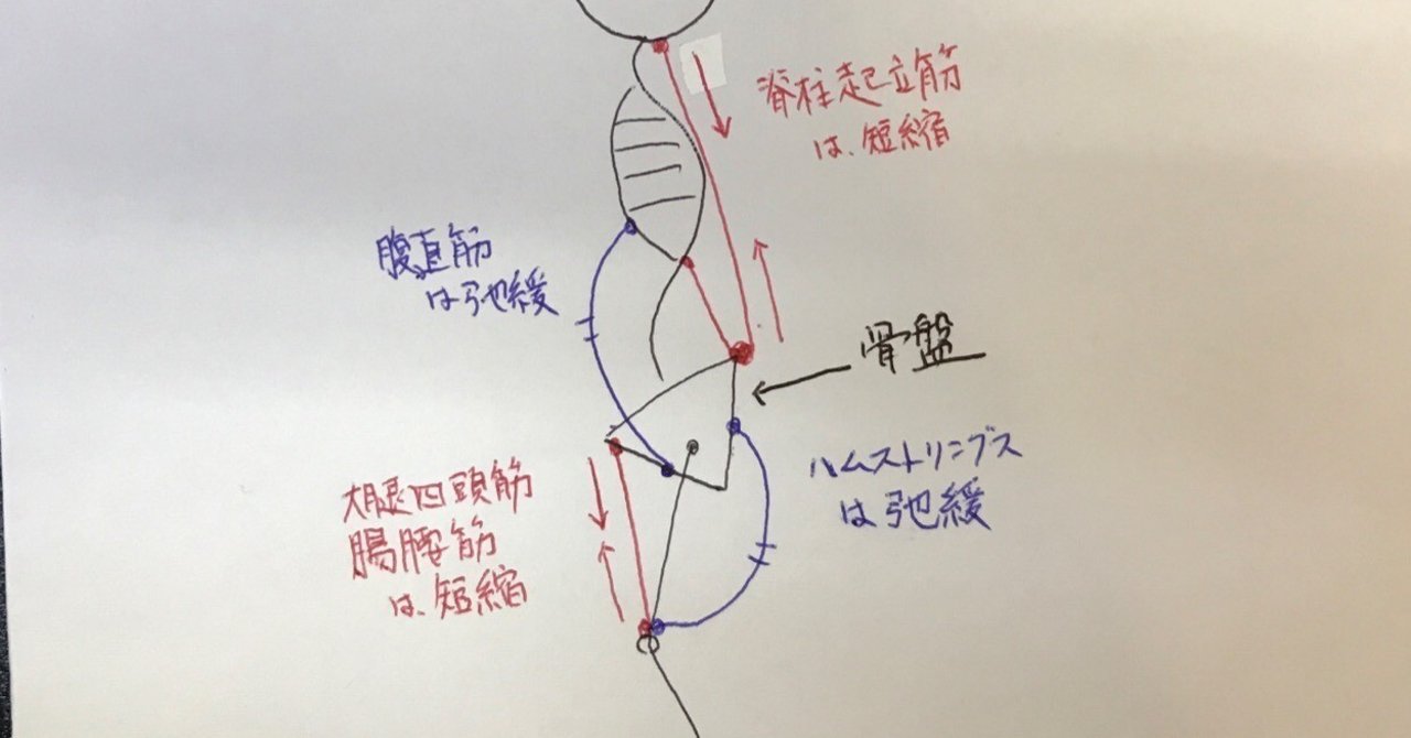 骨盤の前傾 後傾 前傾編 やまtr Note