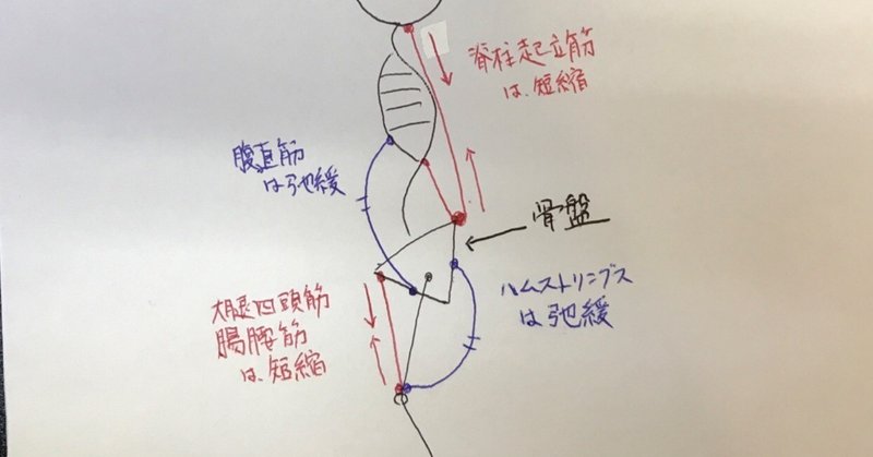 骨盤の前傾 後傾 前傾編 やまtr Note