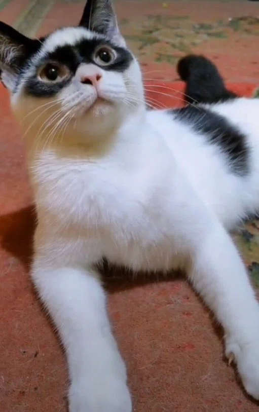 怪傑「ゾロ」というあだ名の猫｜ノリノリ