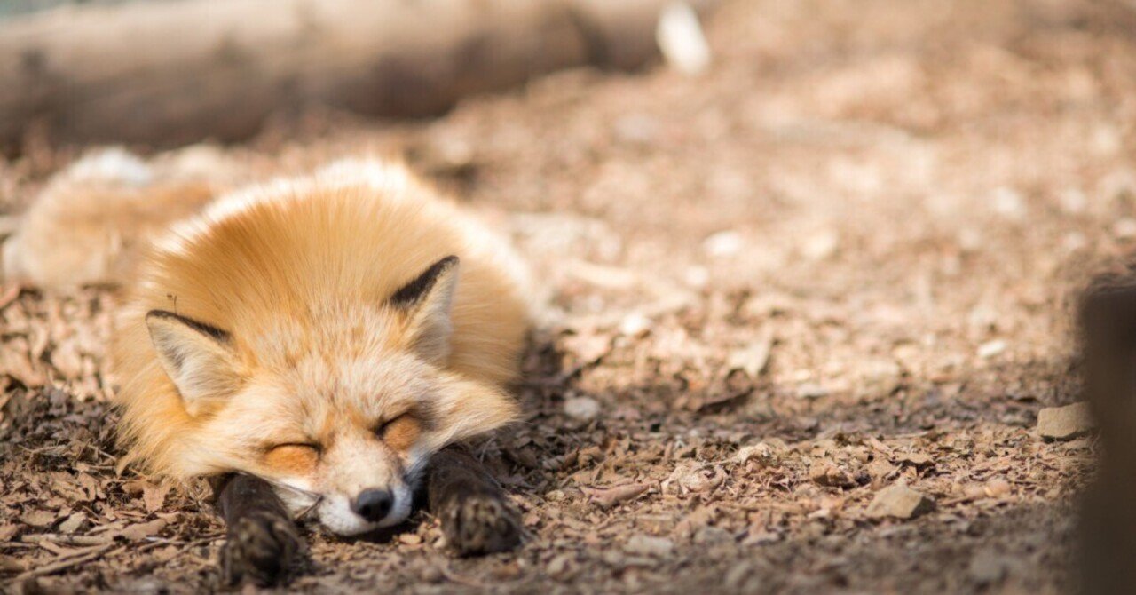 本日のgoldについて キツネの目 Note 本日のgoldについて キツネの目 Note