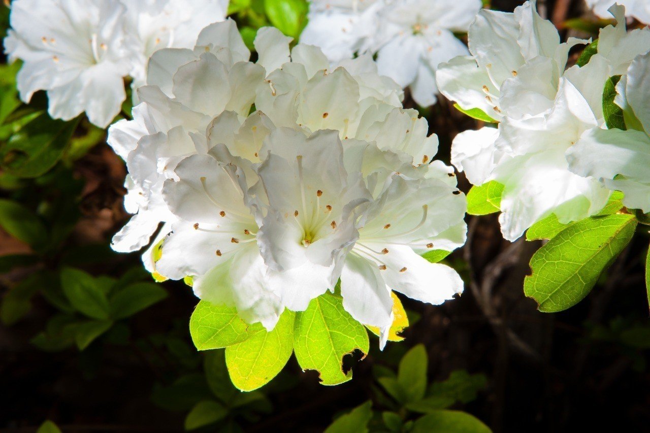 過去形と過去分詞 なぜ同形の動詞が多いか 三浦陽一 Note