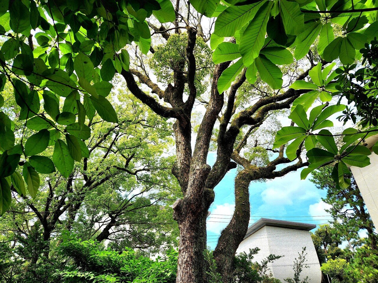 緑の癒し 山田幸子フリーアナウンサー Note 緑の癒し 山田幸子フリーアナウンサー Note