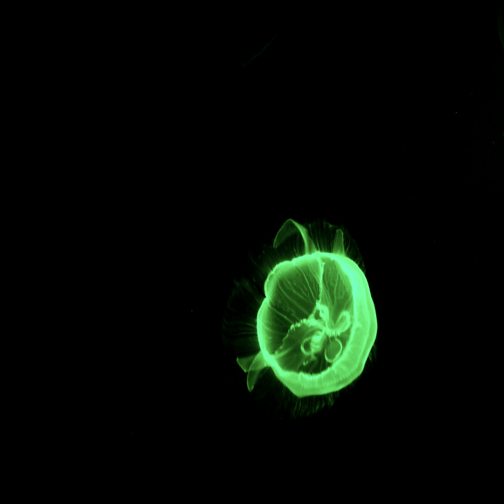 くらげと金魚推し〜すみだ水族館｜Bun bun（ぶんぶん）