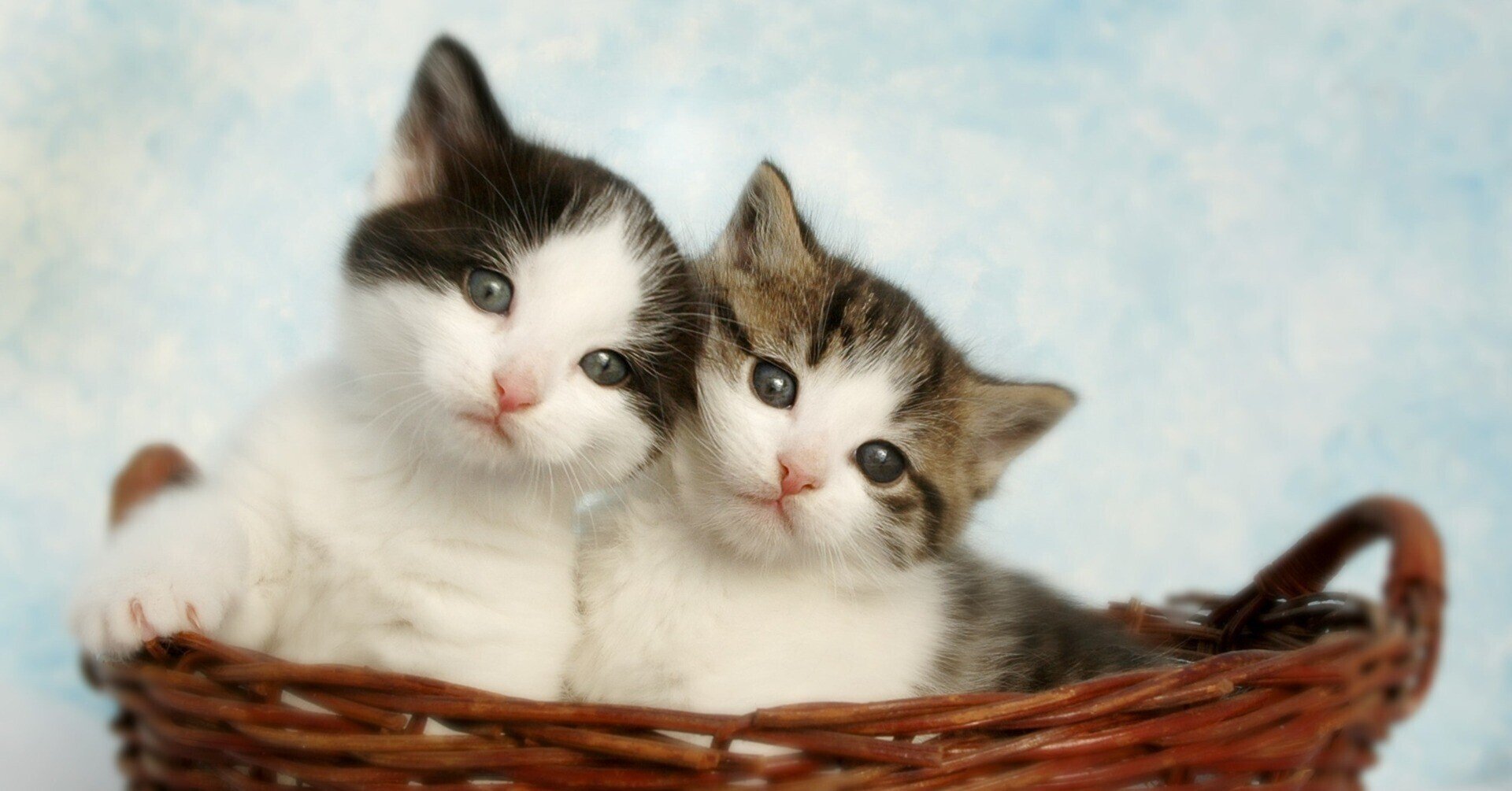 吸猫 猫奴 猫に関する面白い中国語スラングまとめ オンライン中国語スクール アーキ ヴォイス Note 吸猫 猫奴 猫に関する面白い中国語スラングまとめ オンライン中国語スクール アーキ ヴォイス Note