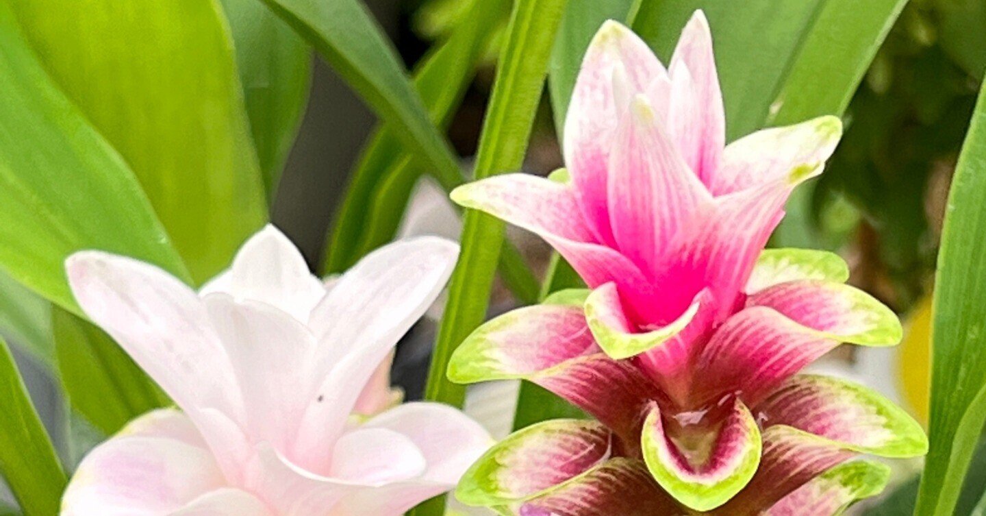 続 クルクマの開花と わが家の夏の花 松本路子 Note 続 クルクマの開花と わが家の夏の花 松本路子 Note